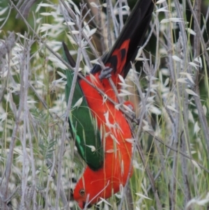 Alisterus scapularis at Tharwa, ACT - 8 Nov 2015