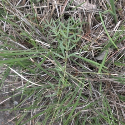 Glycine clandestina (Twining Glycine) at Majura, ACT - 26 Oct 2014 by SilkeSma