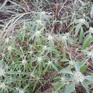 Euphorbia davidii at Jerrabomberra, ACT - 9 Mar 2016