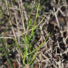 Discaria pubescens at Booth, ACT - 7 Mar 2016