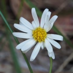 Brachyscome graminea (Grass Daisy) at Rendezvous Creek, ACT - 6 Mar 2016 by KenT