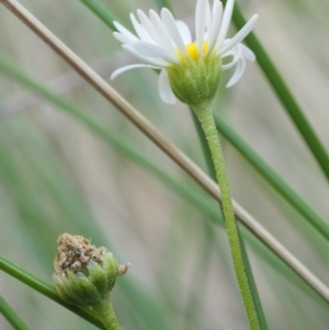 Brachyscome graminea at Rendezvous Creek, ACT - 7 Mar 2016 10:18 AM