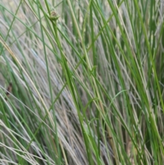 Brachyscome graminea at Rendezvous Creek, ACT - 7 Mar 2016 10:18 AM