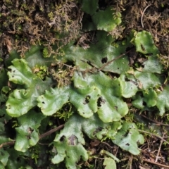 Marchantia berteroana (Liverwort) at Namadgi National Park - 6 Mar 2016 by KenT