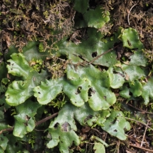 Marchantia berteroana at Booth, ACT - 7 Mar 2016