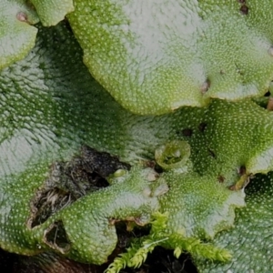 Marchantia berteroana at Booth, ACT - 7 Mar 2016