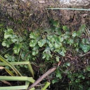 Marchantia berteroana at Booth, ACT - 7 Mar 2016