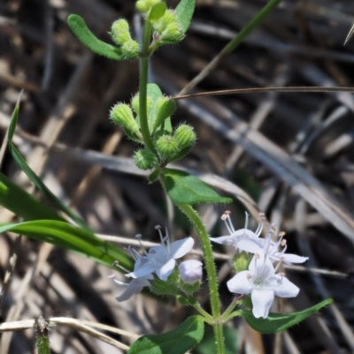 Mentha diemenica (Wild Mint, Slender Mint) at Rendezvous Creek, ACT - 6 Mar 2016 by KenT