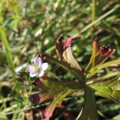 Geranium sp. Pleated sepals (D.E.Albrecht 4707) Vic. Herbarium (Naked Crane's-bill) at Greenway, ACT - 28 Dec 2015 by MichaelBedingfield