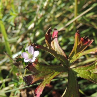 Geranium sp. Pleated sepals (D.E.Albrecht 4707) Vic. Herbarium at Greenway, ACT - 28 Dec 2015 by michaelb