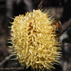 Banksia marginata at Rendezvous Creek, ACT - 7 Mar 2016