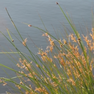 Schoenoplectus pungens at Greenway, ACT - 28 Dec 2015