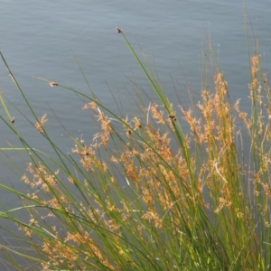 Juncus sp. at Greenway, ACT - 28 Dec 2015 07:33 PM