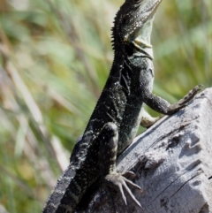 Intellagama lesueurii howittii (Gippsland Water Dragon) at Rendezvous Creek, ACT - 7 Mar 2016 by KenT