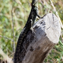 Intellagama lesueurii howittii at Rendezvous Creek, ACT - 7 Mar 2016