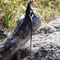 Intellagama lesueurii howittii at Rendezvous Creek, ACT - 7 Mar 2016 01:45 PM