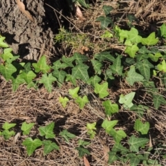 Hedera helix (Ivy) at Greenway, ACT - 28 Dec 2015 by michaelb