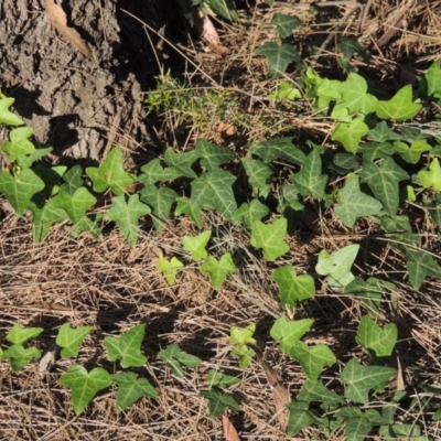 Hedera sp. (helix or hibernica) (Ivy) at Greenway, ACT - 28 Dec 2015 by michaelb