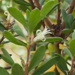 Persoonia subvelutina at Cotter River, ACT - 29 Feb 2016