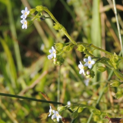 Myosotis laxa subsp. caespitosa (Water Forget-me-not) at Greenway, ACT - 28 Dec 2015 by MichaelBedingfield