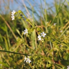 Myosotis laxa subsp. caespitosa at Greenway, ACT - 28 Dec 2015 07:43 PM