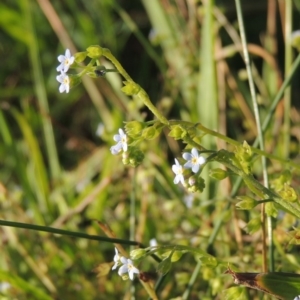 Myosotis laxa subsp. caespitosa at Greenway, ACT - 28 Dec 2015 07:43 PM