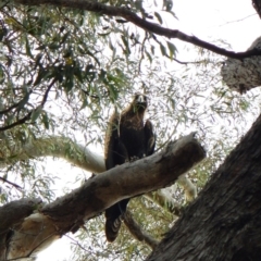 Aquila audax (Wedge-tailed Eagle) at Aranda, ACT - 9 Mar 2016 by CathB