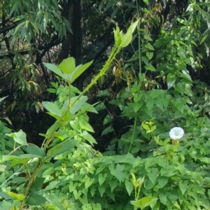 Calystegia silvatica at Molonglo River Reserve - 10 Mar 2016