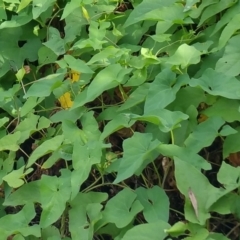 Calystegia silvatica at Molonglo River Reserve - 10 Mar 2016