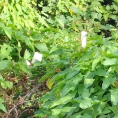 Calystegia silvatica at Molonglo River Reserve - 10 Mar 2016