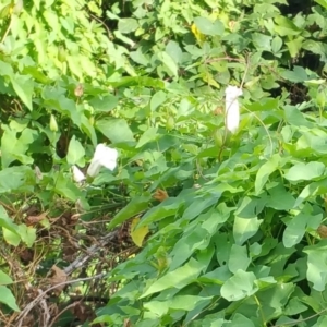 Calystegia silvatica at Molonglo River Reserve - 10 Mar 2016