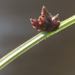 Schoenoplectus pungens (Common Three-Square) at Greenway, ACT - 28 Dec 2015 by michaelb