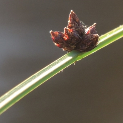 Schoenoplectus pungens (Common Three-Square) at Greenway, ACT - 28 Dec 2015 by michaelb