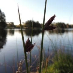 Schoenoplectus pungens (Common Three-Square) at Greenway, ACT - 28 Dec 2015 by michaelb