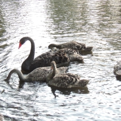 Cygnus atratus (Black Swan) at Greenway, ACT - 28 Dec 2015 by michaelb