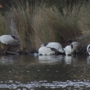 Threskiornis molucca at Greenway, ACT - 28 Dec 2015