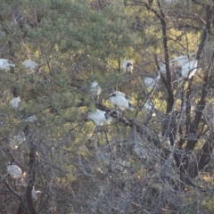 Threskiornis molucca at Greenway, ACT - 28 Dec 2015