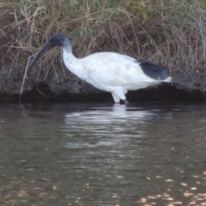 Threskiornis molucca at Greenway, ACT - 28 Dec 2015 08:11 PM