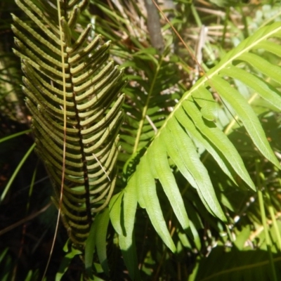 Blechnum nudum (Fishbone Water Fern) at Paddys River, ACT - 9 Mar 2016 by MichaelMulvaney