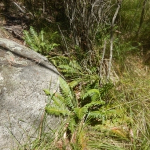 Blechnum nudum at Paddys River, ACT - 9 Mar 2016 11:22 AM