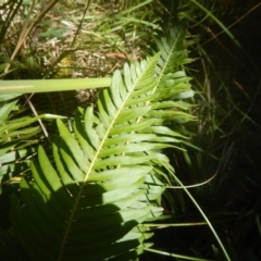 Blechnum nudum at Paddys River, ACT - 9 Mar 2016 11:22 AM