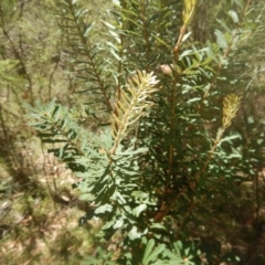 Banksia marginata (Silver Banksia) at Paddys River, ACT - 9 Mar 2016 by MichaelMulvaney