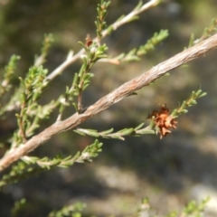 Micromyrtus ciliata (Fringed Heath-myrtle) at Paddys River, ACT - 9 Mar 2016 by MichaelMulvaney