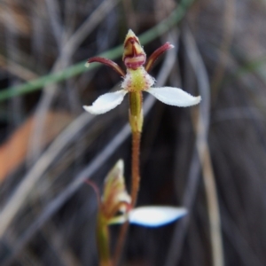 Eriochilus cucullatus at Aranda, ACT - suppressed