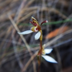 Eriochilus cucullatus at Aranda, ACT - suppressed