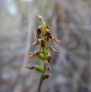 Corunastylis clivicola at Aranda, ACT - 10 Mar 2016