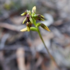 Corunastylis clivicola at Aranda, ACT - 9 Mar 2016