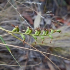 Corunastylis clivicola at Aranda, ACT - 9 Mar 2016