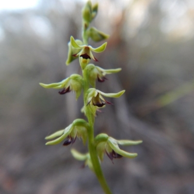 Corunastylis clivicola (Rufous midge orchid) at Aranda, ACT - 6 Mar 2016 by CathB