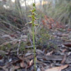 Corunastylis clivicola at Aranda, ACT - 7 Mar 2016